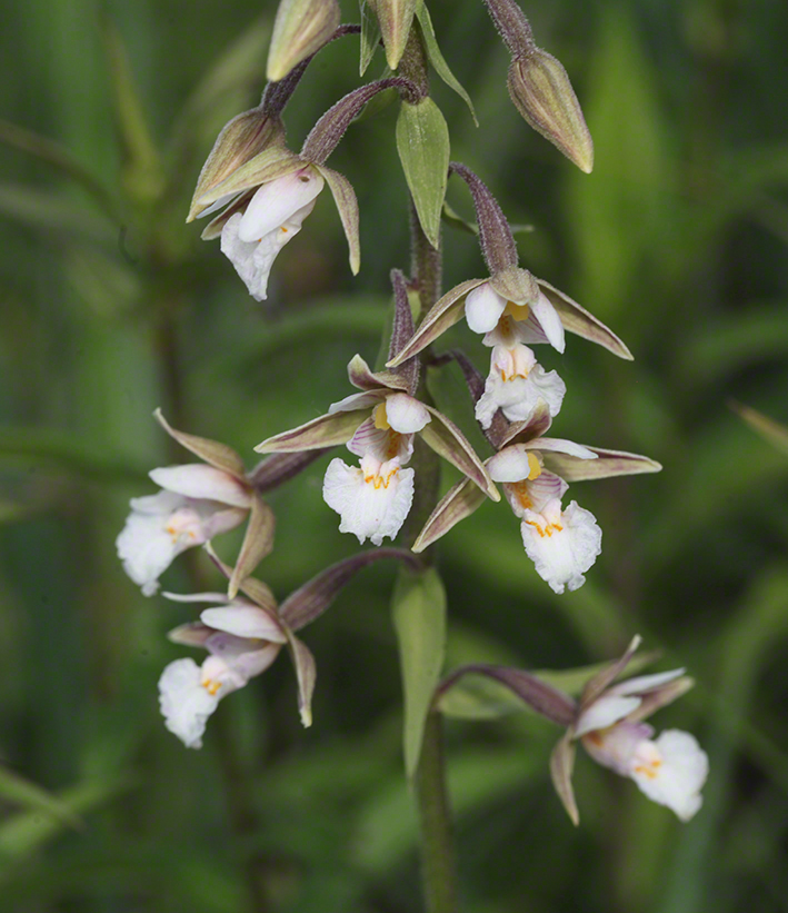 Epipactis palustris – Sumpf-Ständelwurz